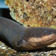 What were electric eels called before electricity?