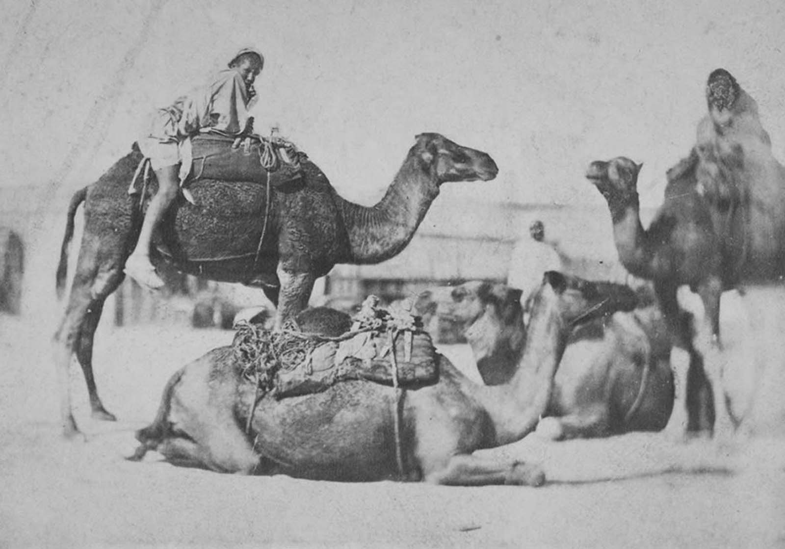 How did the introduction of camels affect travel and commerce in the ancient world?